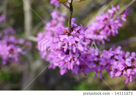 哈娜的貓頭鷹花 14311873