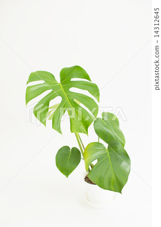 Monstera Monstera 14312645