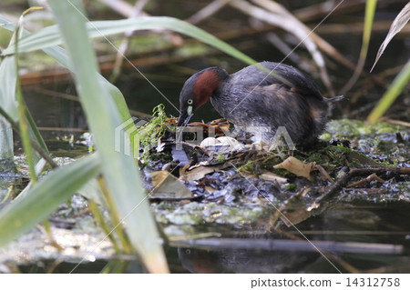 格雷夫的蛋 14312758