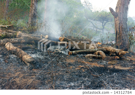 burn dry grass, forest fire 14312784