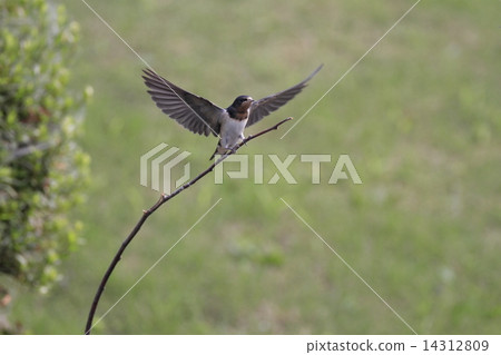 Swallow's chick 14312809