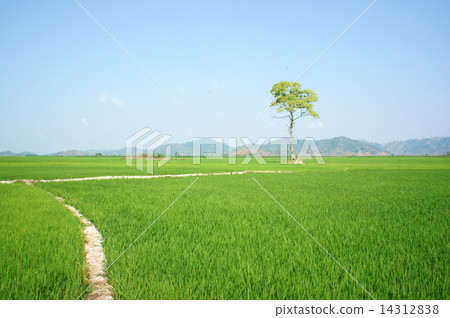 tree, Vietnam paddy field, 14312838