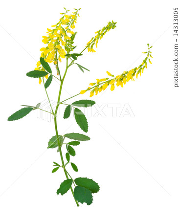 Medicinal plant 14313005