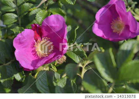 Hamanas花玫瑰果 14313078