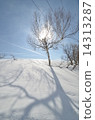 雪和樹木和太陽 14313287