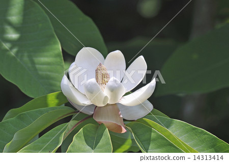 侯樹的花侯 14313414