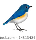 藍鳥 14313424
