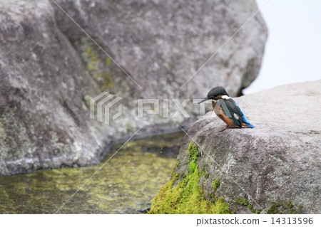 Kingfisher 14313596