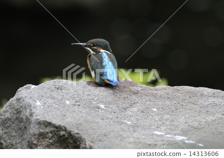 Kingfisher Kingfisher 14313606