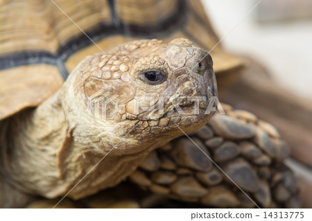 非洲鞭龜 14313775