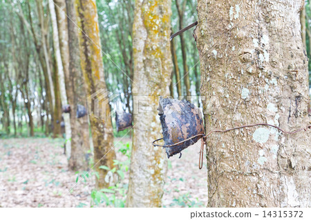 Agriculture,Rubber tree flows into a wooden bowl 14315372