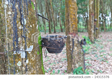 Agriculture,Rubber tree flows into a wooden bowl Agriculture,Rubber tree flows into a wooden bowl 14315376