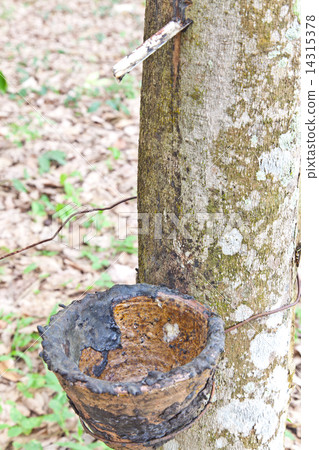Agriculture,Rubber tree flows into a wooden bowl Agriculture,Rubber tree flows into a wooden bowl 14315378