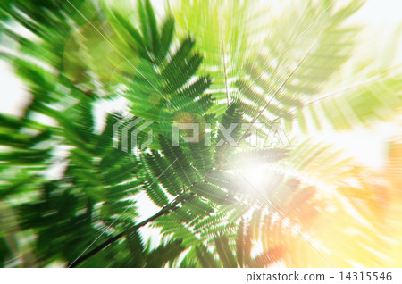 Vintage nature background. Sun glowing through albizzia leaves 14315546