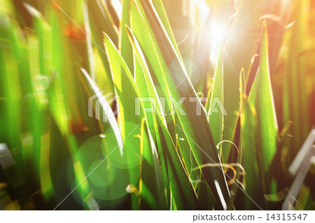 Vintage botanic background. Sun glowing through yucca leaves 14315547