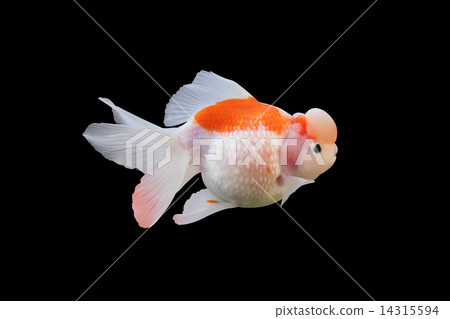 Goldfish Goldfish 14315594