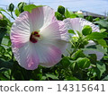 美國芙蓉 14315641