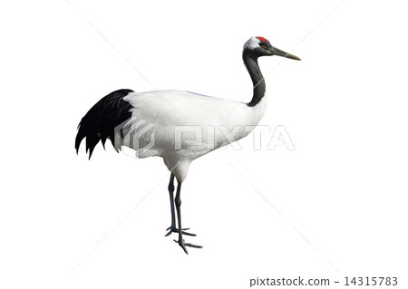 Dandoral起重機 14315783