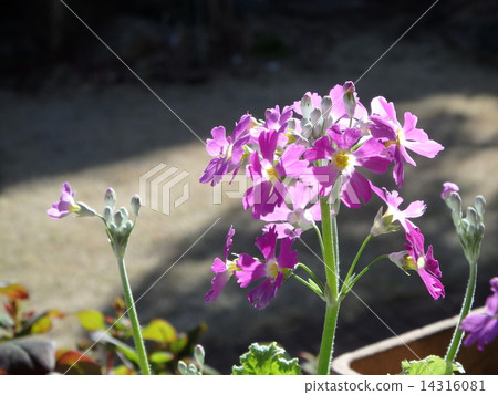 報春花 報春花 14316081