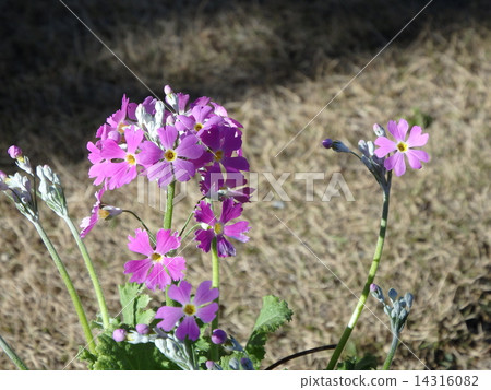 報春花 報春花 14316082