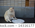 貓 14316177