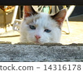 貓 14316178