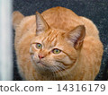 貓 14316179