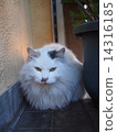 貓 14316185