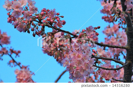 Beautiful pink Kawazu cherry tree 14316280