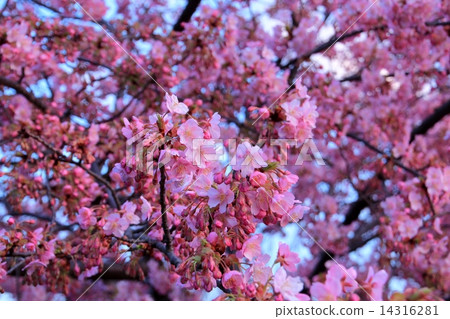 Kawazu櫻桃樹與美麗的花瓣和芽 14316281