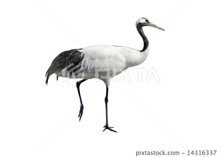 Dandoral起重機 14316337