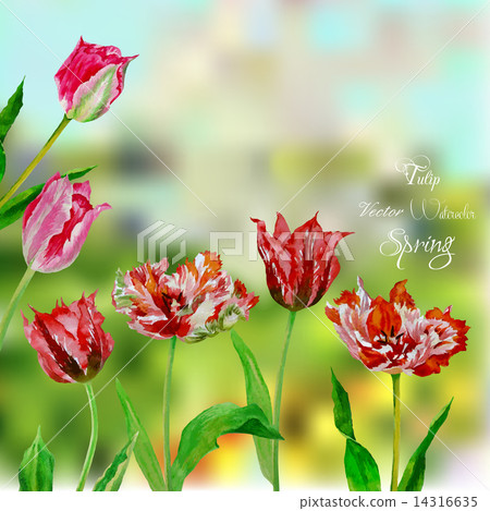 Background with bouquet of tulips 14316635