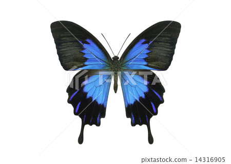 Butterfly Butterfly 14316905