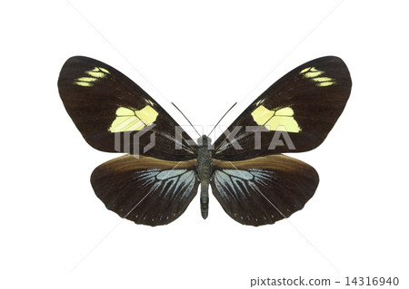 Butterfly Butterfly 14316940