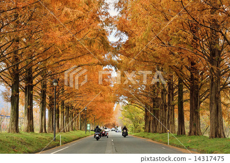 Metasequoia Namiki Makino Plateau Metasequoia Namiki Makino Plateau 14317475