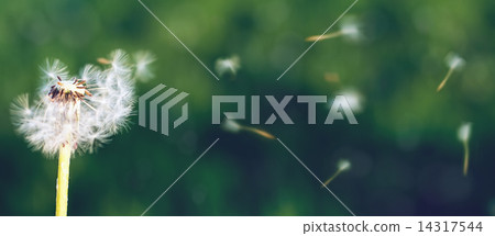 Dandelion seeds 14317544