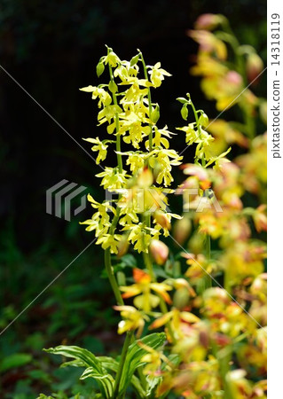 Ebine花 Ebine花 14318119