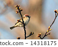 Sparrow 14318175