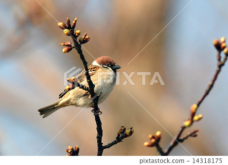 麻雀 麻雀 14318175
