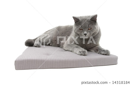 gray cat lying on a pillow isolated on white background gray cat lying on a pillow isolated on white background 14318184