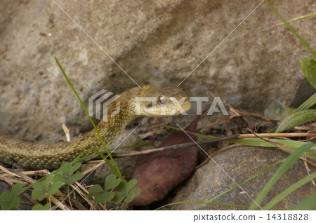 Ao daiso _ 0 940 14318828