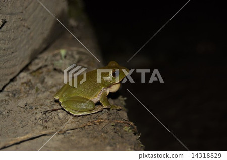 Schlegel birds _ 6746 14318829