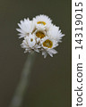 Macro Flower 14319015