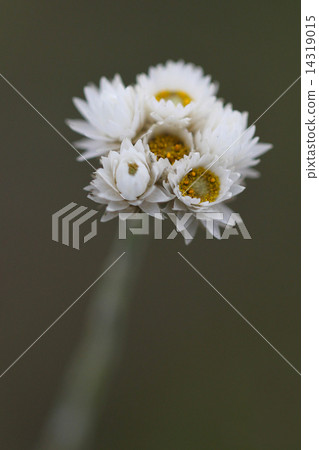 Macro Flower 14319015