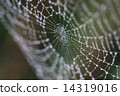 Spider Web 14319016