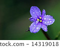 Dew Drops 14319018