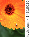 Flower 14319020