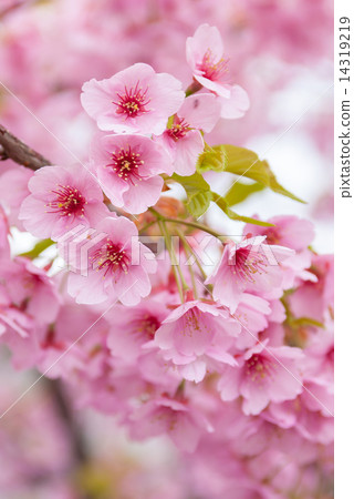 Kawazu cherry tree of Tojiji Misiono 14319219