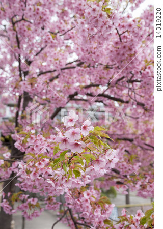 Kawazu cherry tree of Tojiji Misiono Kawazu cherry tree of Tojiji Misiono 14319220
