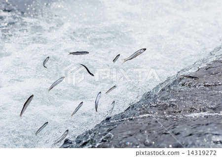 Natural migration of aleuria 14319272